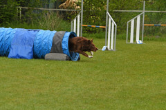 BHV-Agility-wedstrijd-20-04-24-21