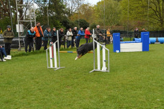 BHV-Agility-wedstrijd-20-04-24-22