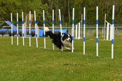 BHV-Agility-wedstrijd-20-04-24-25